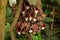 Aristolochia Arborea plant in Zurich in Switzerland