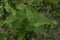 Aristolochia clematitis in bloom