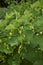 Aristolochia clematitis in bloom