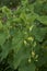 Aristolochia clematitis in bloom