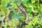 Aristolochia flower