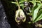 Aristolochia flower in dark background