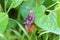 Aristolochia flower and leaf closeup