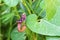 Aristolochia flower and leaf closeup