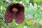 Aristolochia flower; rare species of semi-carnivorous plant