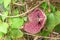 Aristolochia gigantea Brazilian Dutchman`s pipe, giant pelican flower. It is a vigorous evergreen climber vine with heart-