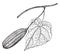 Aristolochia Grandiflora vintage illustration