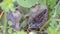 Aristolochia Hirta Plant