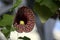 Aristolochia littoralis (elegant Dutchmans pipe) with blossom