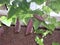 Aristolochia littoralis x gigantea in bloom