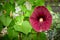 Aristolochia littoralis plant or elegant Dutchman`s pipe