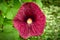 Aristolochia littoralis plant or elegant Dutchman`s pipe closeup