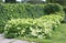 Aristolochia macrophylla or Dutchmanâ€™s pipe and hydrangea bushes in the summer garden