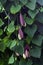 Aristolochia macrophylla, shrubby liana in a garden, one large flower and several small