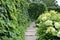 Aristolochia macrophylla on support and hydrangea bushes in the summer garden