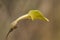 Aristolochia pistolochia medicinal green flower with peculiar trumpet appearance