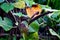 Aristolochia ringens flower