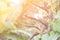 Aristolochia ringens Vahl with flare light