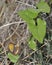 Aristolochia sempervirens