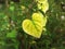 Aristolochia tomentosa plants,