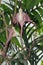 Aristolochia tricaudata