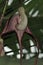 Aristolochia tricaudata