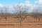 Arizona Agriculture Trees