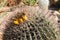 Arizona Barrel Cactus