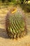 Arizona Barrel Cactus