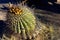 Arizona Barrel Cactus