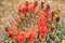 Arizona Barrel Cactus blossoms close up