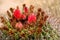 Arizona Barrel Cactus blossoms close up