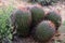 Arizona Barrel Cactus Sonora Desert Arizona