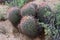 Arizona Barrel Cactus Sonora Desert Arizona