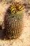 Arizona Barrel Cactus Sonora Desert Arizona