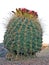Arizona Barrel Fishhook Cactus