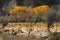 Arizona- Beautiful Autumn Landscape in the Desert