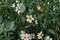 Arizona beggarticks white yellowish flowers