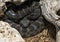 Arizona Black Rattlesnake at Rattlers & Reptiles, a small museum in Fort Davis, Texas, owned by Buzz Ross.