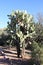 Arizona, Boyce Thompson Arboretum: Mexican Tree Opuntia, a Prickly Pear Cactus