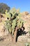 Arizona, Boyce Thompson Arboretum: Nopal Cardon, a Prickly Pear Cactus