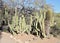 Arizona, Boyce Thompson Arboretum: Totem Pole Cacti