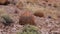 Arizona Cacti. California barrel cactus, compass barrel Ferocactus cylindraceus, cacti grow on stones in the desert