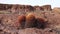 Arizona Cacti. California barrel cactus, compass barrel Ferocactus cylindraceus, cacti grow on stones in the desert