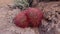 Arizona Cacti. California barrel cactus, compass barrel Ferocactus cylindraceus, cacti grow on stones in the desert