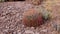 Arizona Cacti. California barrel cactus, compass barrel Ferocactus cylindraceus, cacti grow on stones in the desert