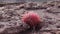 Arizona Cacti. California barrel cactus, compass barrel Ferocactus cylindraceus, cacti grow on stones in the desert