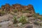 Arizona Cacti, Engelmann prickly pear, cactus apple (Opuntia engelmannii), cacti in the winter in the mountains