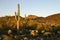 Arizona. Cacti field in Vulture mountains near Wic