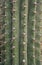 Arizona cacti.  A view looking up a Saguaro cactus Carnegiea gigantea
